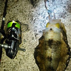 ゴミまみれでした